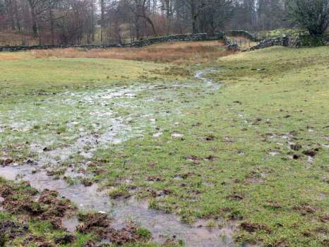 Middle Field, one of our hay meadows